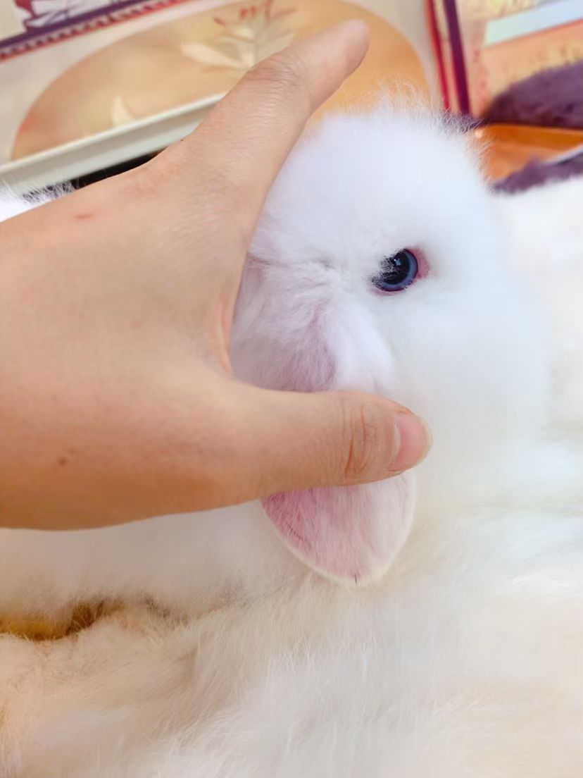 宠物兔